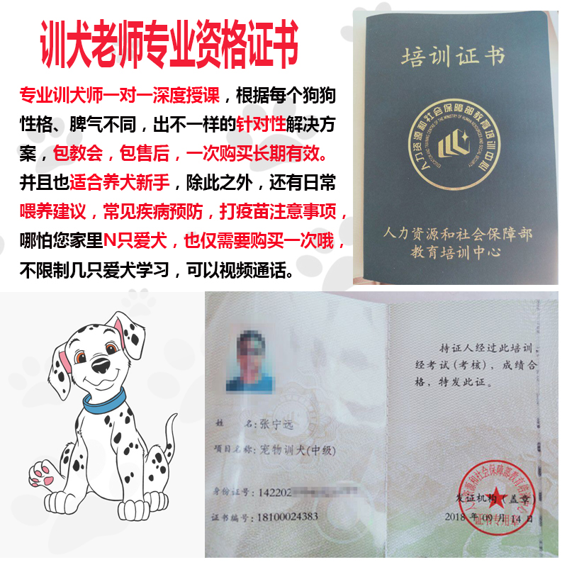 训犬教程训狗一对一宠物训练教学指导训幼犬柯基雪纳瑞泰迪哈士奇 - 图0