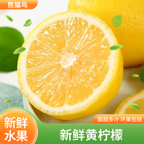 South Africa imports fresh yellow lemon scented with strong leather thin and juicy fresh fruit perfume milk tea shop Commercial 1871