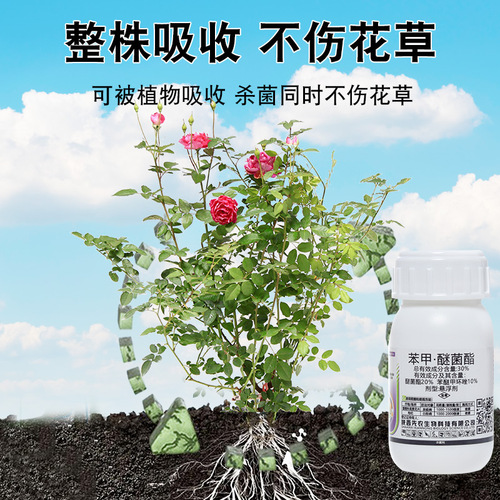 月季黑斑病专用药玫瑰花药黄叶桂花干尖蔷薇病虫害常用药专治黑斑