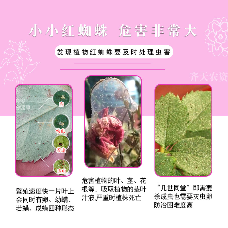 杀红蜘蛛专用药杀虫剂月季花病虫害常用药杀虫药花药治专杀草莓 - 图2