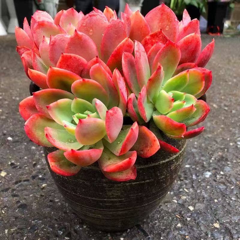 多肉植物老桩绮罗新手室内盆栽植物阳台肉肉组合桌面创意,淘宝优惠券,粉丝福利购,淘宝优惠卷