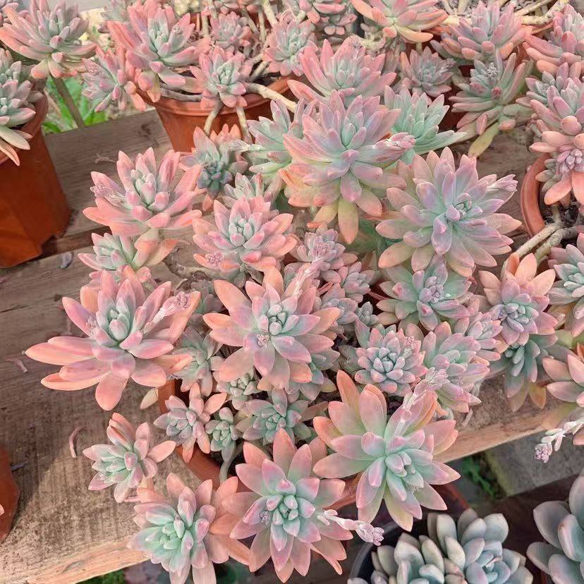 多肉植物整桩秋丽新手室内阳台好养老桩盆栽肉肉组合基地批发,淘宝优惠券,粉丝福利购,淘宝优惠卷