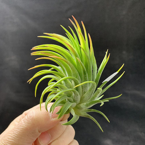 空气凤梨植物 玫瑰精灵一物一拍 实物如图 - 图1