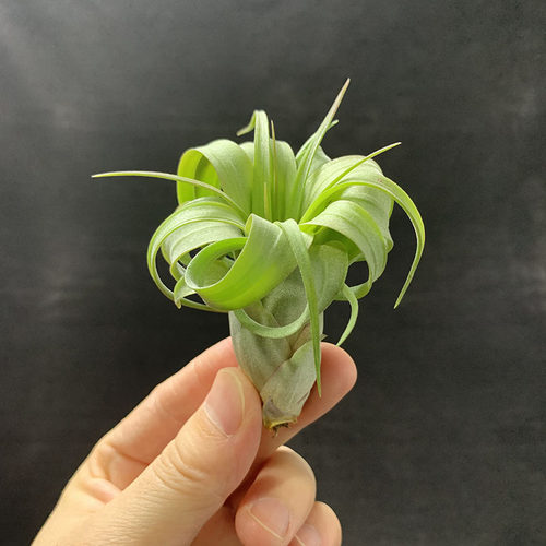 空气凤梨植物 艾瑞克侧芽  形态超美 绿植盆栽花草 - 图3