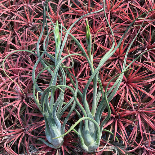 空气凤梨植物 美杜莎大号花期 绿植盆栽花草 - 图2