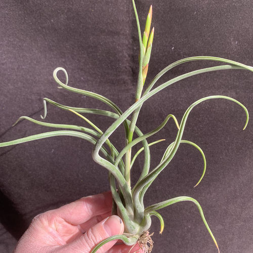 空气凤梨植物 美杜莎大号花期 绿植盆栽花草 - 图1