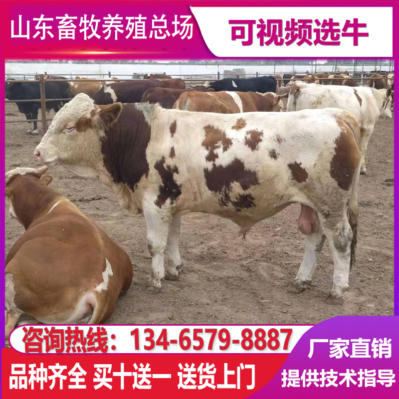 肉牛犊厂家西门塔尔活牛犊小黄牛出售杂交牛崽改良肉牛犊利木赞牛 - 图0