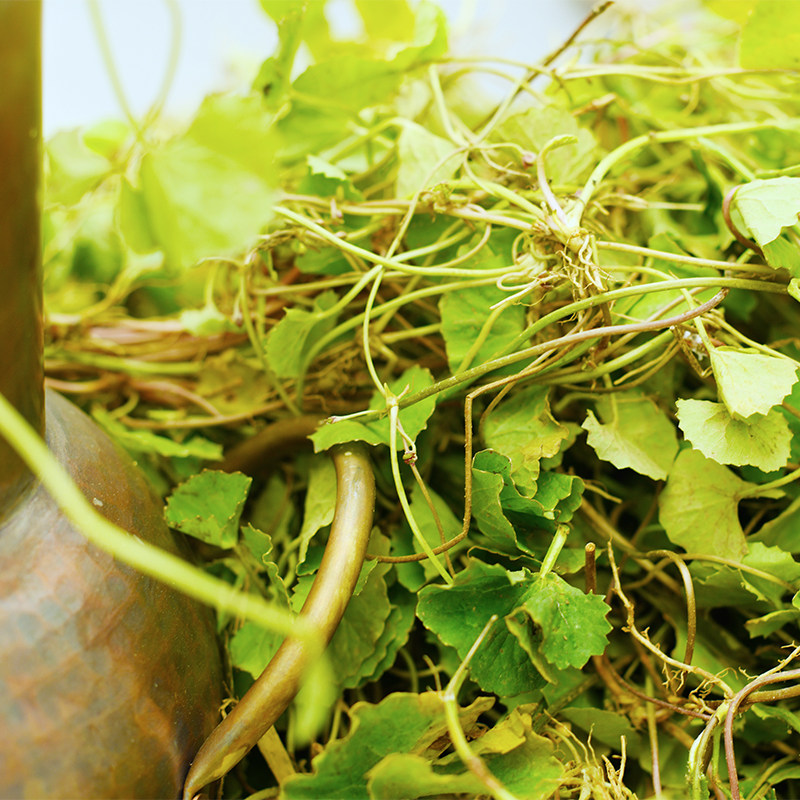 霏造集积雪草纯露 -高浓度积雪草舒缓肌肤保湿补水240ml,淘宝优惠券,粉丝福利购,淘宝优惠卷