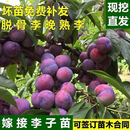 蜂糖李树苗早晚熟地栽五月脆嫁接巫山脆李果苗南北方种植当年结果 - 图0