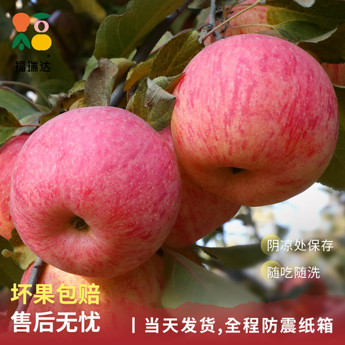 烟台红富士苹果10应当季斤新鲜水果整箱山东栖霞脆甜冰糖心丑平果 - 图3