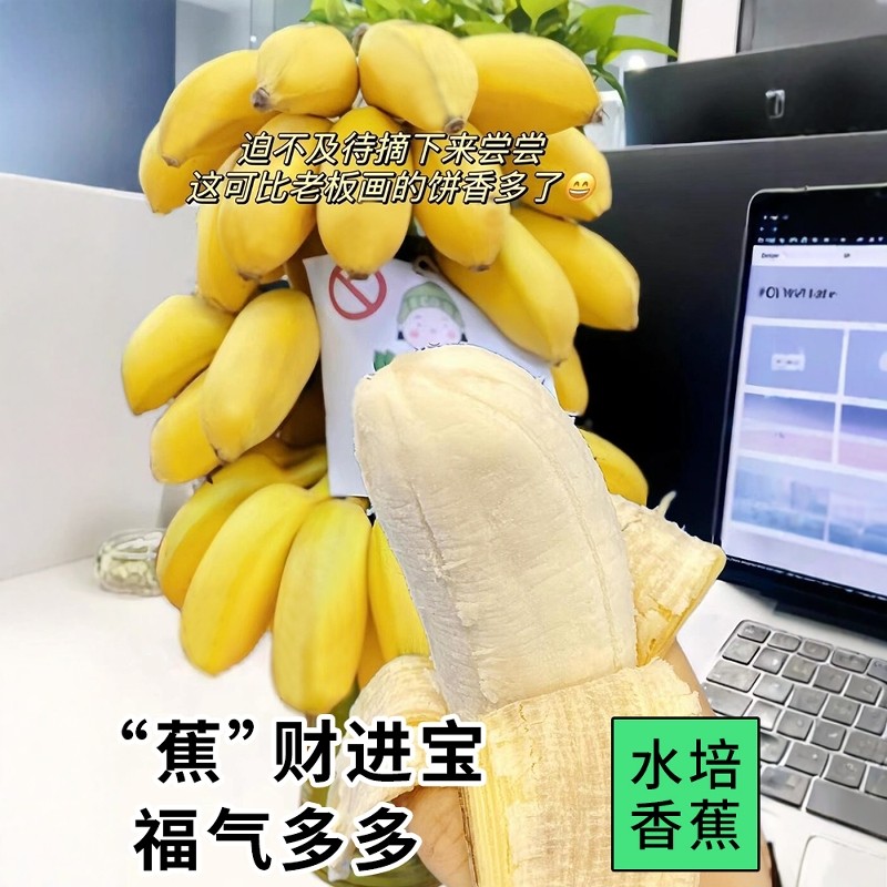 整串禁止蕉绿水培香蕉拒绝焦虑办公室芭蕉桌面静止焦绿小米蕉苹果,淘宝优惠券,粉丝福利购,淘宝优惠卷