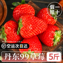 Zhengzong Dandong 99 strawberry red face milk large strawberry fresh fruit gift box When the season is full box Donggang 99 Shunfeng