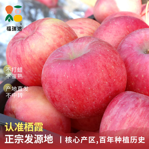 烟台红富士苹果10应当季斤新鲜水果整箱山东栖霞脆甜冰糖心丑平果 - 图1