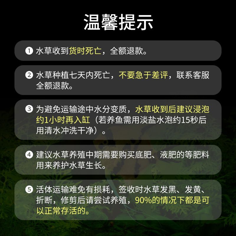 鱼缸水草水草活体生态缸植物阿根廷皇冠大叶皇冠挺水植物鱼缸造景 - 图3