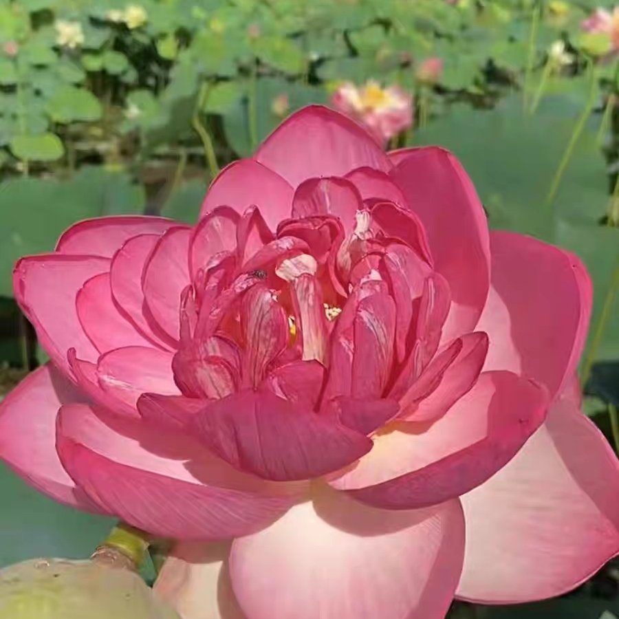 荷花莲花重瓣种藕苗观赏正品对版盆栽庭院池塘种植水生植物 - 图2