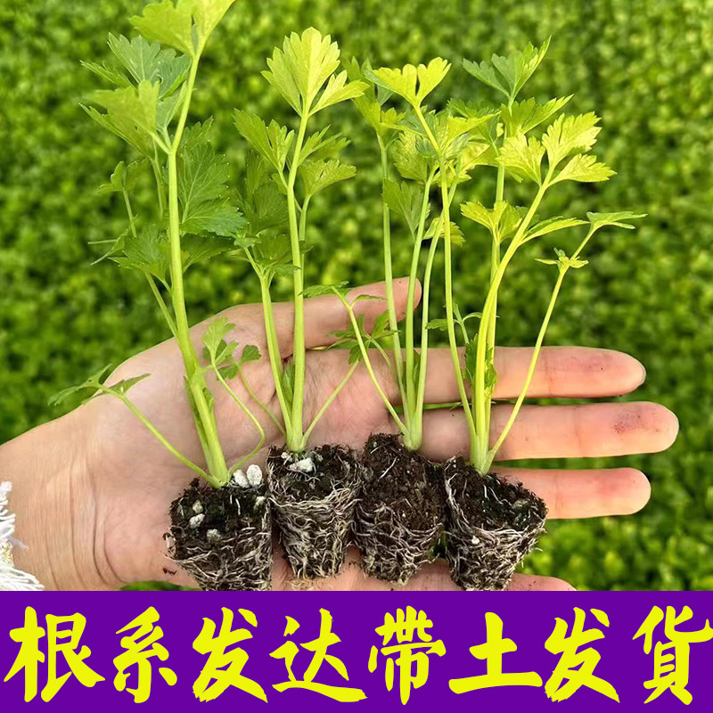 皇后西芹苗子芹菜苗秧苗四季种植小香芹皇后西芹山芹秋冬耐寒盆栽-图2