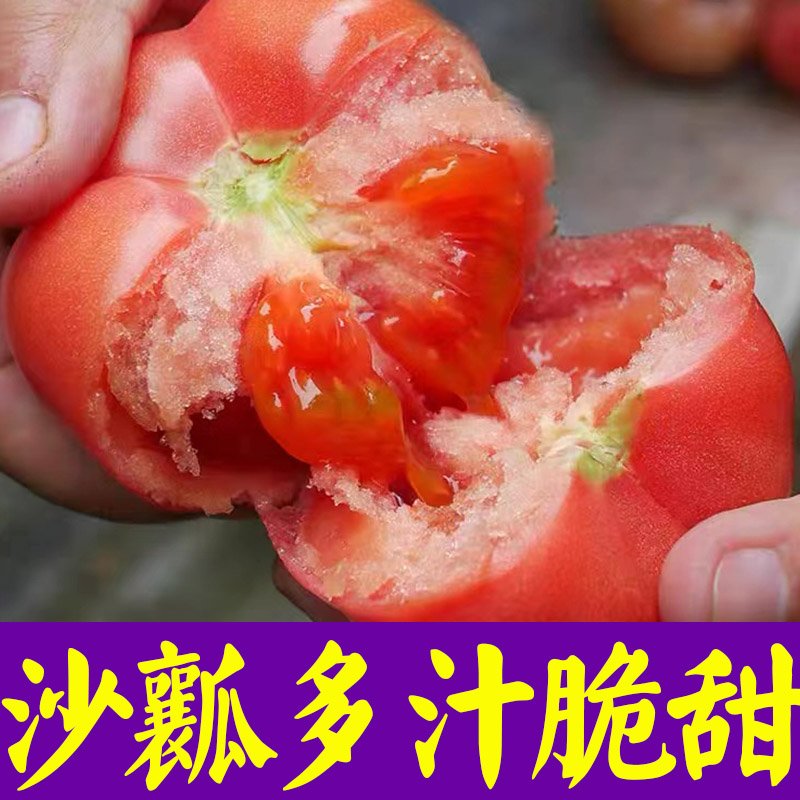 普罗旺斯番茄种子种籽孑苗秧高产水果粉果西红柿秧苗夏季四季蔬菜 - 图1