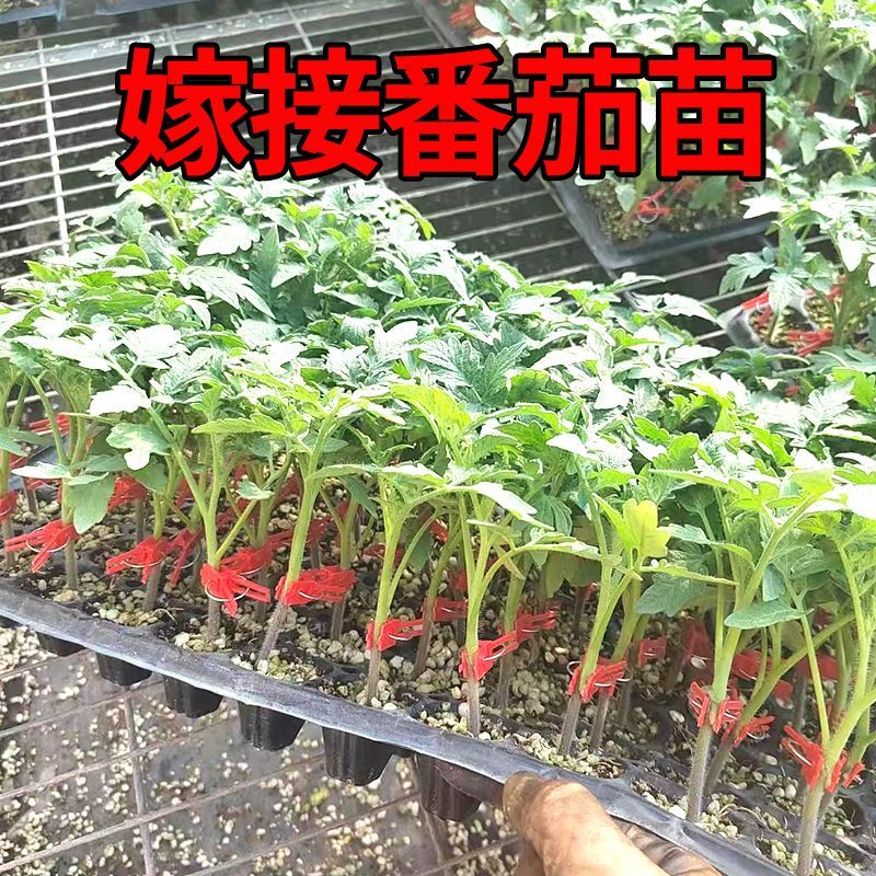 嫁接大红大粉番茄苗嫁接西红柿苗小番茄四季盆栽阳台秧苗蔬菜种苗-图0