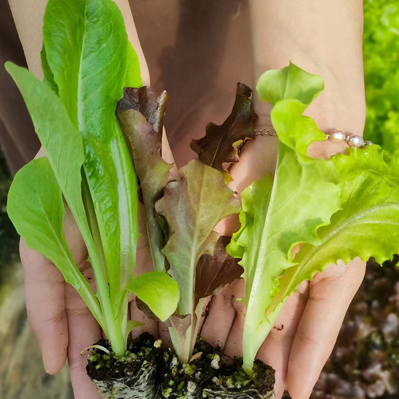 蔬菜大全16种四季蔬菜种子大全生菜芹菜香菜香葱青菜阳台盆栽 - 图0