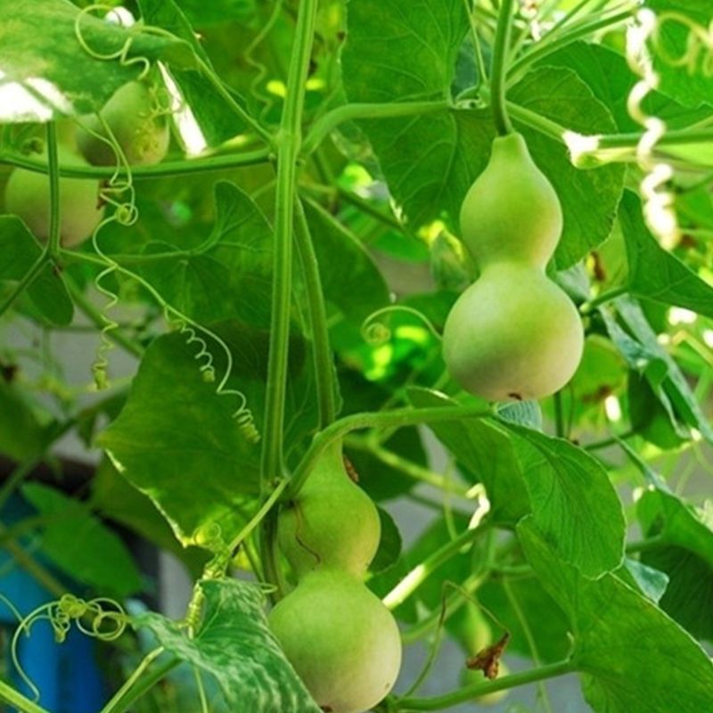 小手捻葫芦种子盆栽四季种植庭院阳台爬藤植物种子室内绿色葫芦籽