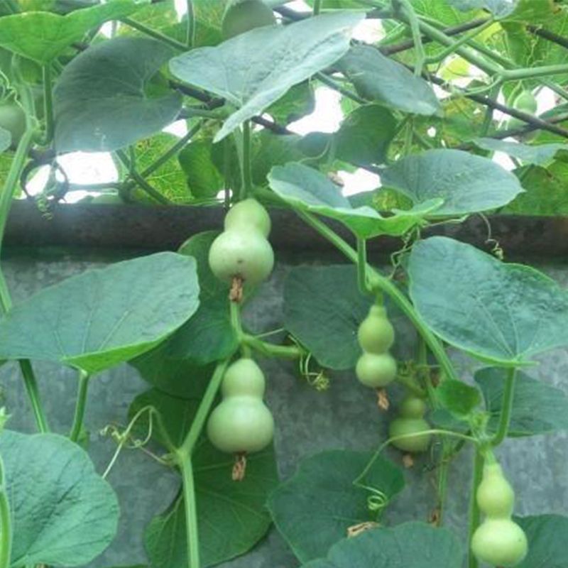 小手捻葫芦种子盆栽四季种植庭院阳台爬藤植物种子室内绿色葫芦籽