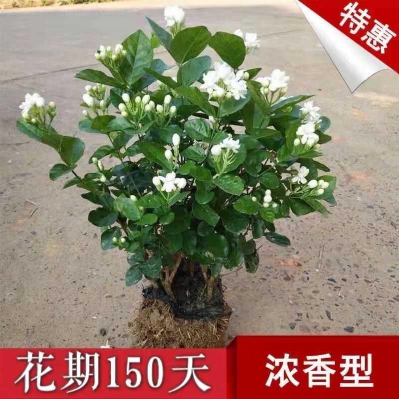 【带花苞】重瓣茉莉花盆栽浓香型室内花卉绿植驱蚊虫四季开花好养