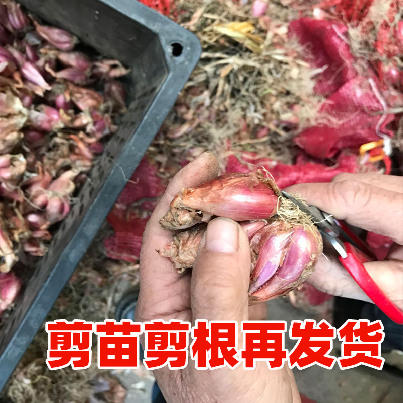 红葱头新鲜小香葱头干火葱种子熬葱油广东肠粉台湾卤肉饭1斤包邮-图0