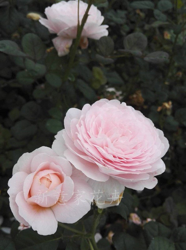 欧月瑞典女王灌木直立大花浓香月季花苗庭院绿植阳台盆栽月季花卉