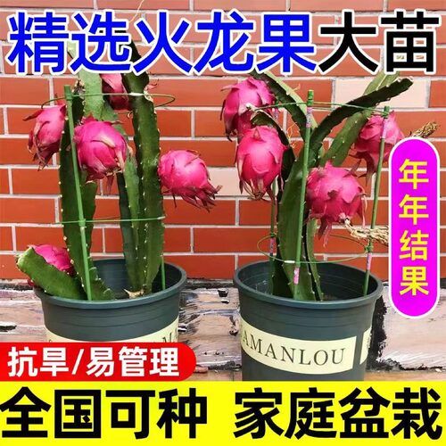 红心火龙果树苗家庭阳台庭院四季南北种植盆栽水果种苗当年结果 - 图0