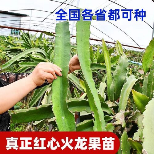 红心火龙果树苗家庭阳台庭院四季南北种植盆栽水果种苗当年结果 - 图2
