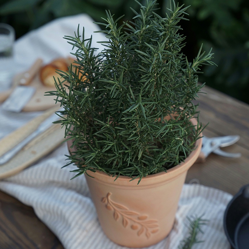 迷迭香盆栽花苗可食用香草植物西餐香料牛排调料庭院阳台绿植花卉 - 图2