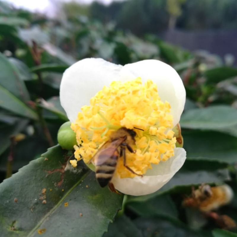 任家蜂业新鲜茶花粉蜂花粉天然正品蜂农自产自销包邮-图0