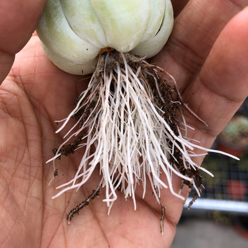 多肉植物用土营养种植工具进口泥炭土铺面石陶粒生根肥料38包邮 - 图1