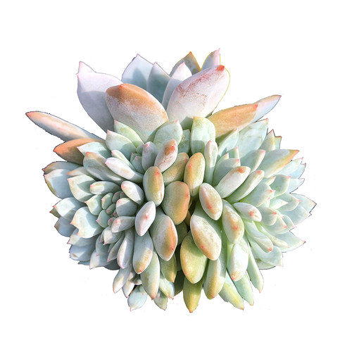 橙梦露星影缀化一物一拍朵朵雪天使多肉植物盆栽花冰糖心多头群生 - 图3