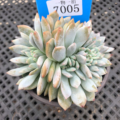 橙梦露星影缀化一物一拍朵朵雪天使多肉植物盆栽花冰糖心多头群生 - 图1