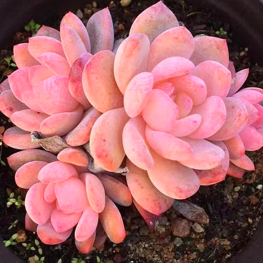 韩橙果冻橙子正版梦露群生多头单桩多肉植物盆栽花卉绿植一物一拍,淘宝优惠券,粉丝福利购,淘宝优惠卷