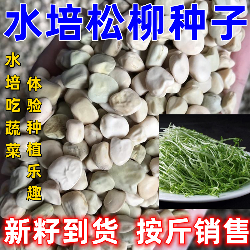 水培松柳芽苗菜种子四季阳台种菜盆菜无土栽培纸上种菜蔬菜种籽孑