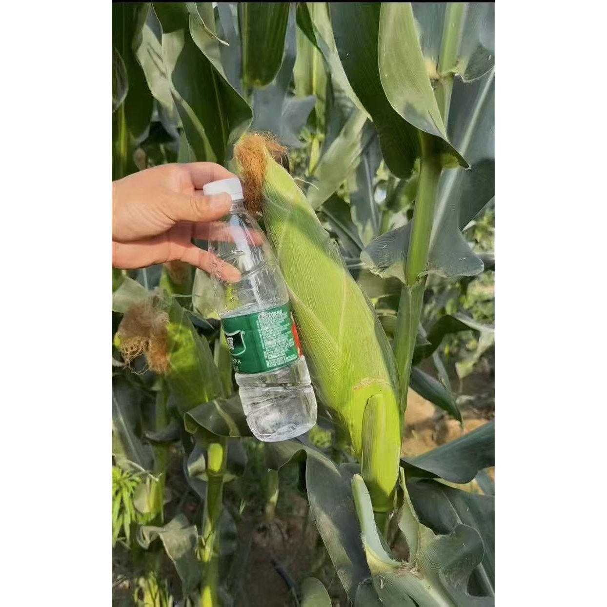 美玉甜糯玉米种子高产杂交盆栽早熟春秋生吃水果蔬菜种子种籽,淘宝优惠券,粉丝福利购,淘宝优惠卷