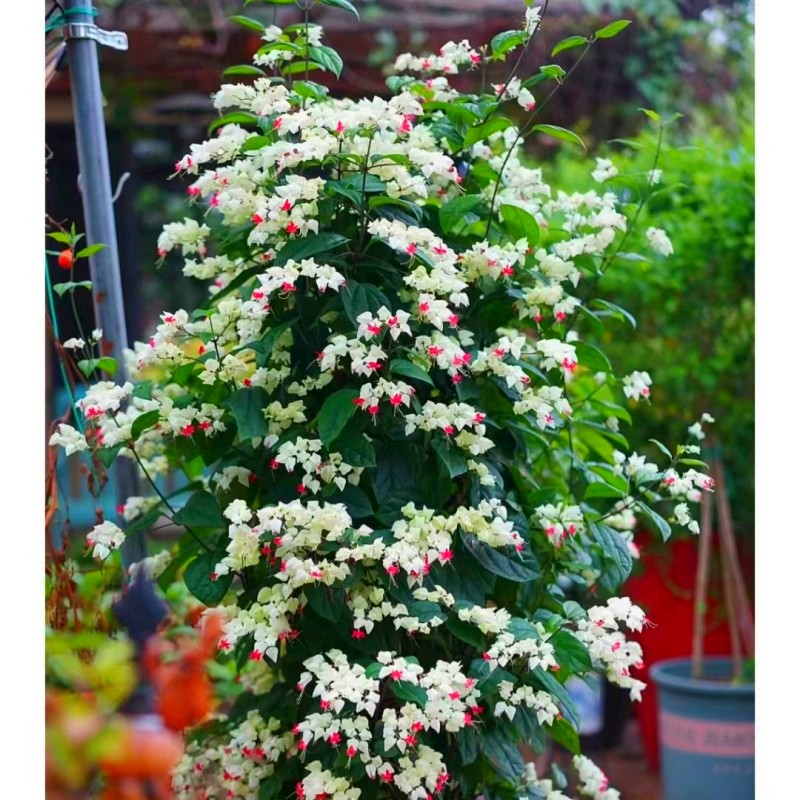 龙吐珠花爬藤植物九龙吐珠室外围墙绿篱龙吐珠当年开花红白双色-图1