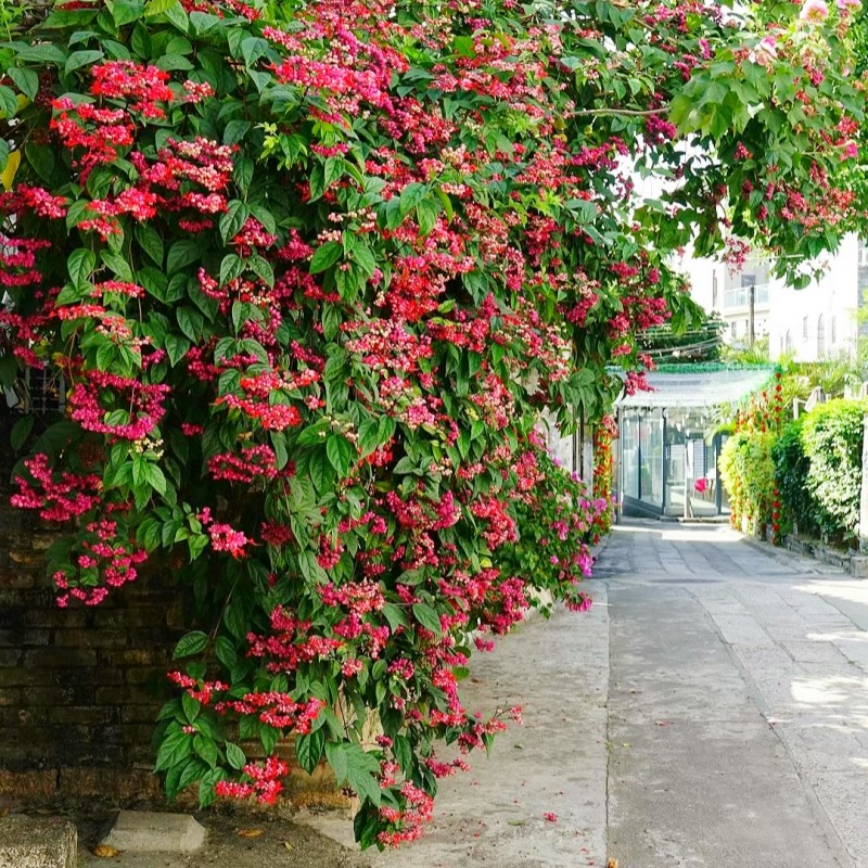 龙吐珠花爬藤植物九龙吐珠室外围墙绿篱龙吐珠当年开花红白双色-图0