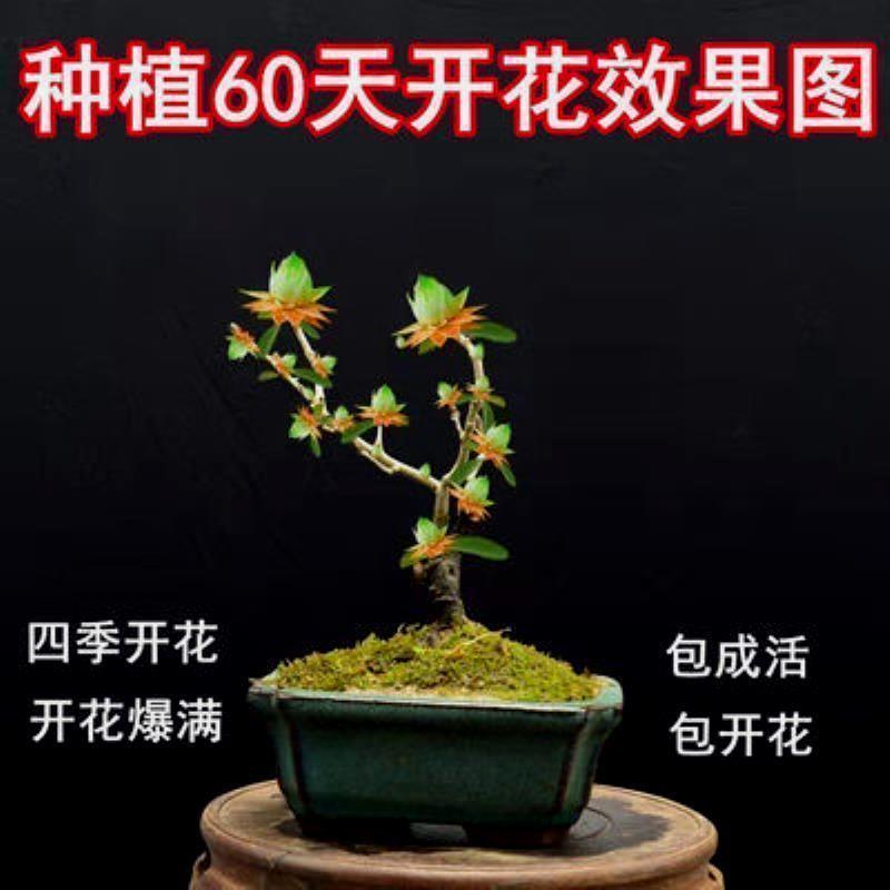 檀香苗聚财纳福金莲花苗盆栽花卉南北方四季种植室内外绿植 - 图2