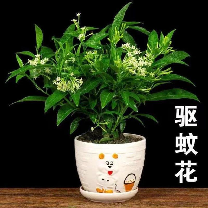 驱蚊虫植物盆栽夜来香花卉树苗九里香室内外阳台四季驱蚊好养易活 - 图2