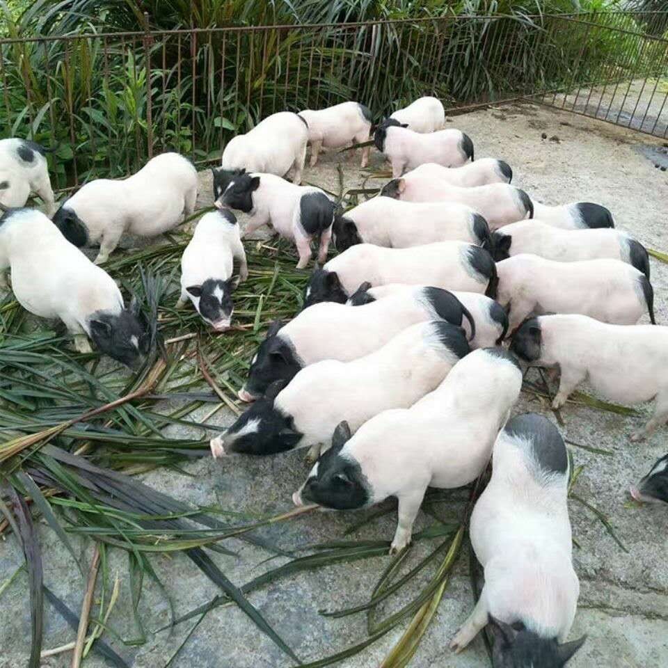 巴马香猪活苗幼崽纯种藏香猪活物怀孕母猪种猪小猪散养跑山猪黑猪-图1