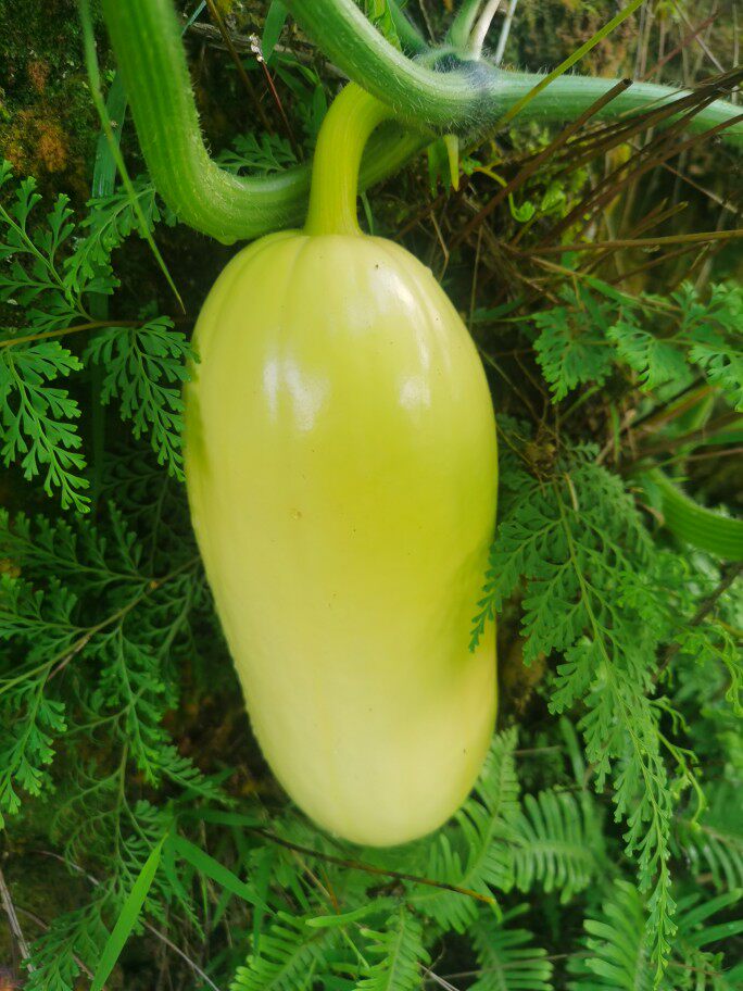 江西赣南特产石城杏瓜时令蔬菜现摘现发