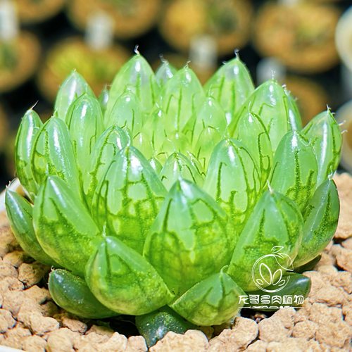 樱变女神 樱水晶变异 玉露十二卷多肉植物盆栽 一物一拍 - 图0
