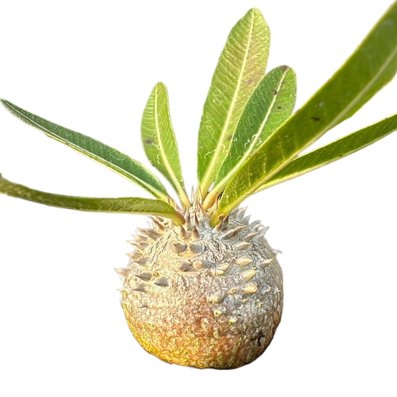 【顺丰】潮流块根象牙宫龟甲龙厚敦菊沙漠玫瑰惠比象足漆树多肉-图3