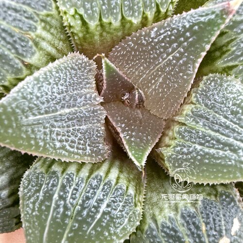 铝之星 芭提雅 玉露十二卷多肉植物绿植盆栽 一物一拍 - 图1