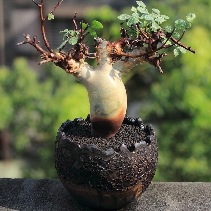 卡塔夫正白皮橄榄 Commiphora kataf块根龙哥多肉植物一物一拍-图0