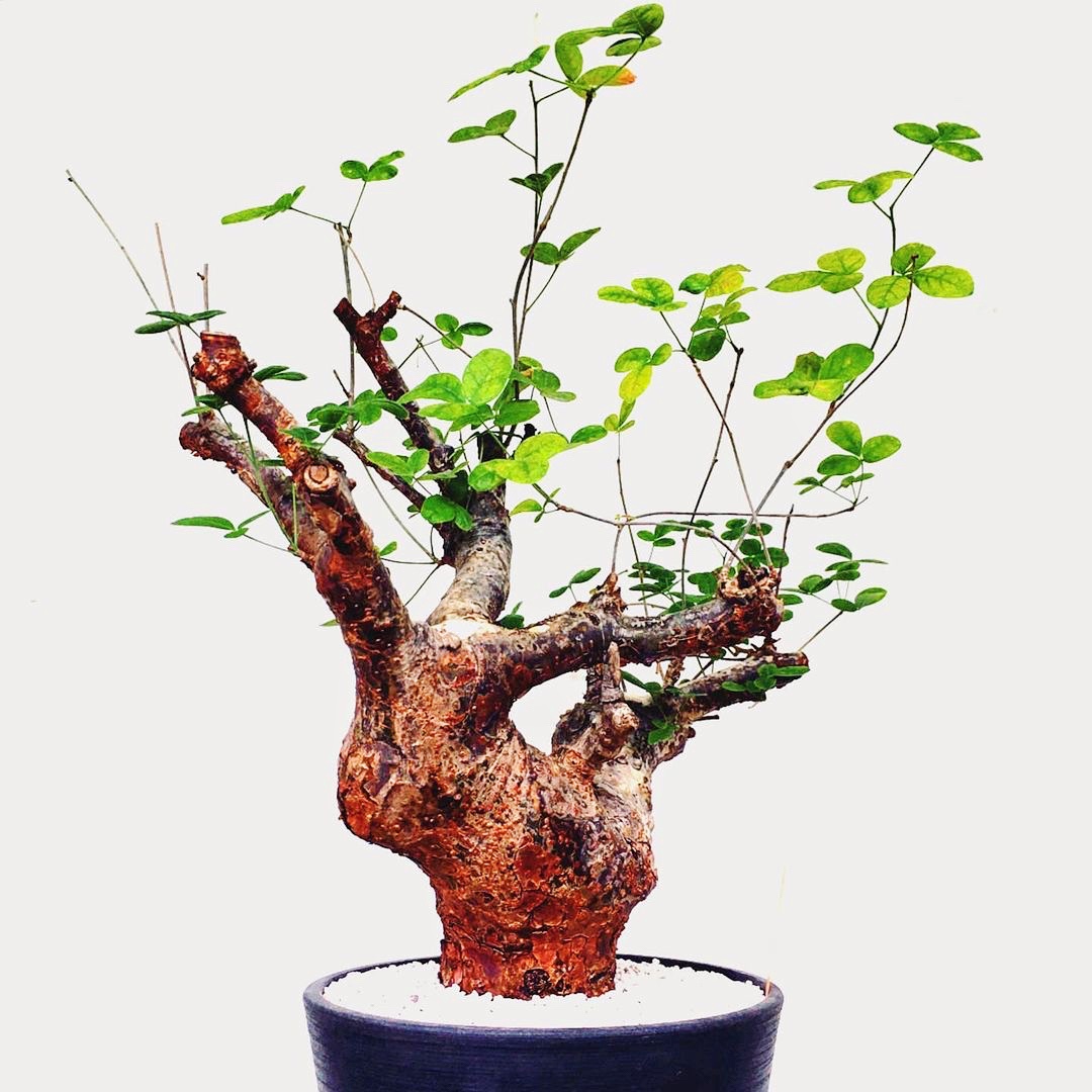 塊根植物 Commiphora orbicularis 塊根植物 Commiphora orbicularis