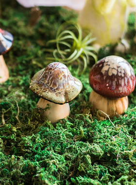 天然干苔藓盆栽花盆土铺面草装饰